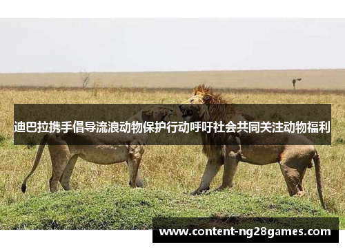 迪巴拉携手倡导流浪动物保护行动呼吁社会共同关注动物福利